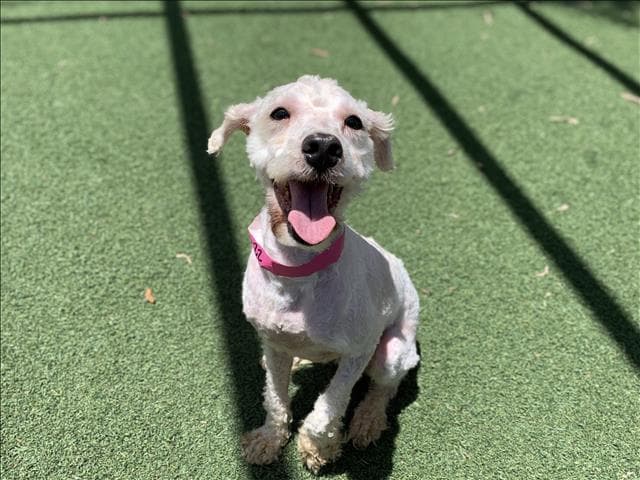 Zack - Poodle (Miniature)