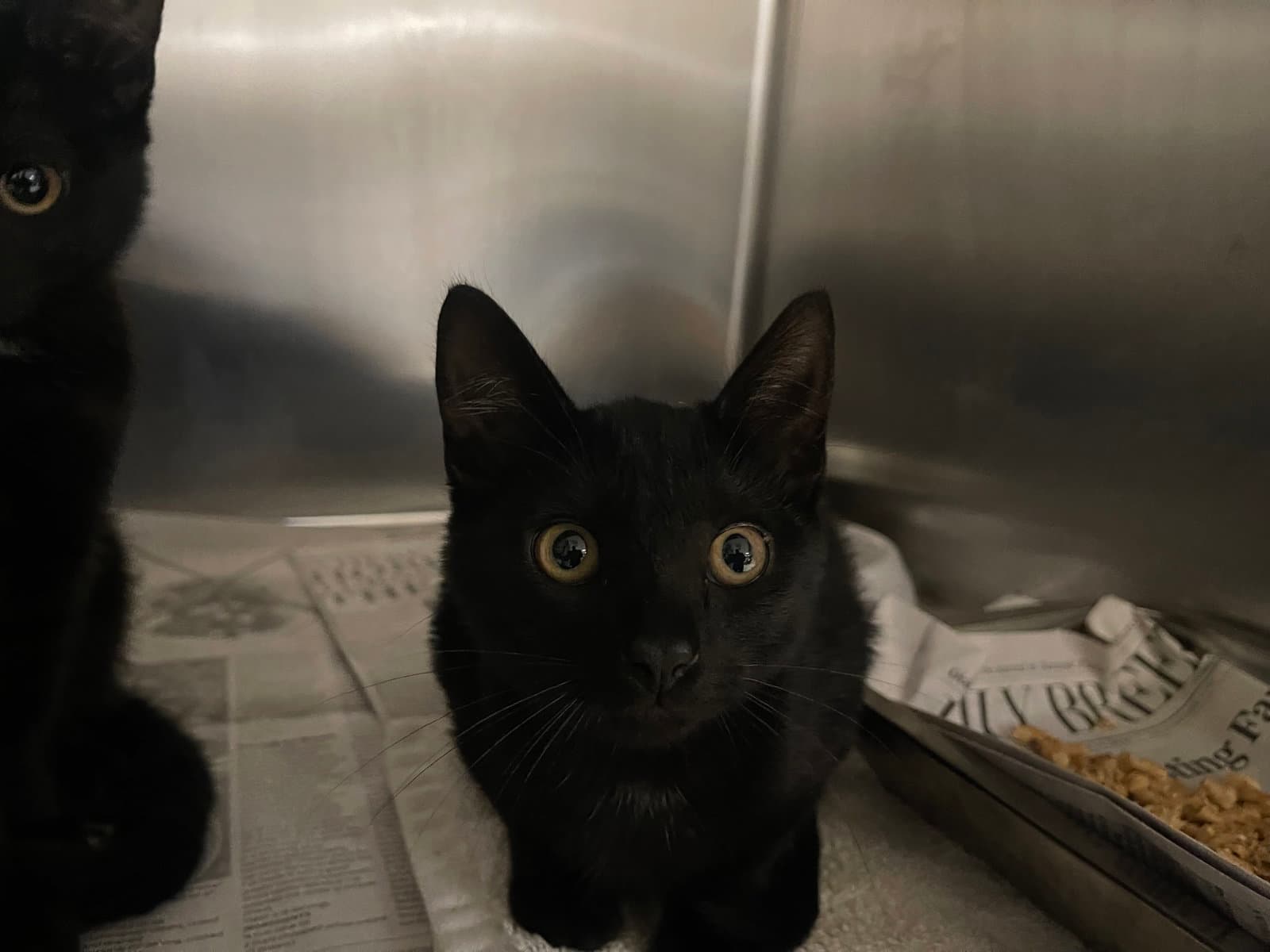 Unknown - Domestic Short Hair