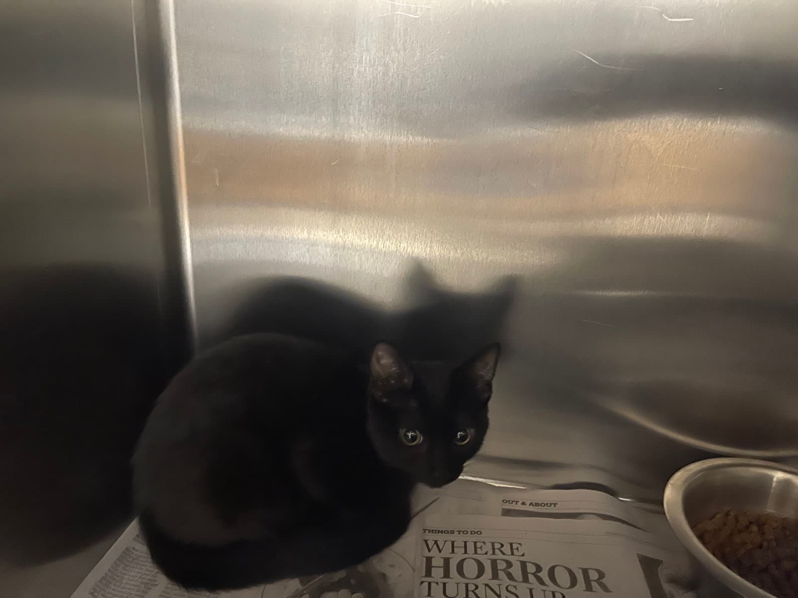Unknown - Domestic Short Hair