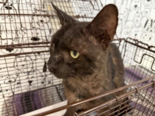 Unknown - Domestic Short Hair