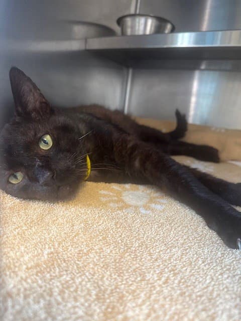 Unknown - Domestic Short Hair