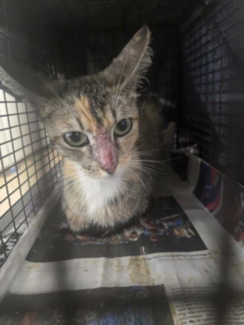 Unknown - Domestic Short Hair