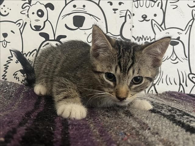 Unknown - Domestic Short Hair