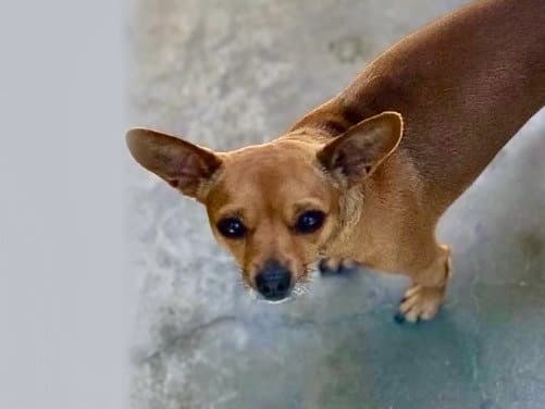 Brownie - Chihuahua