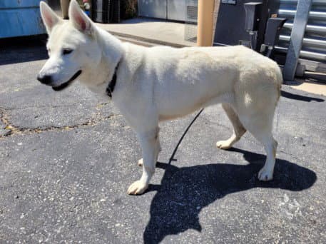 Boo - Husky