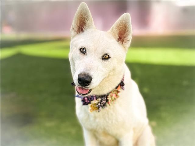 Boo - Husky