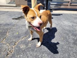 Roxy image 1