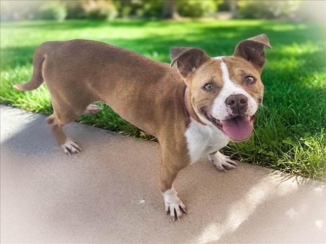 Roxy - American Pit Bull Terrier