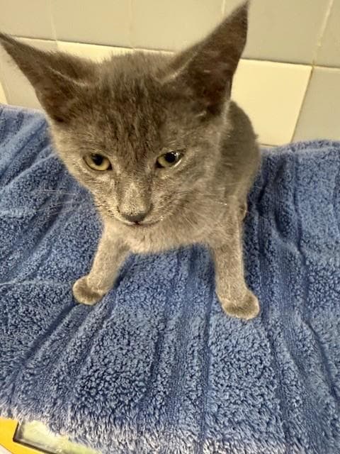 Unknown - Domestic Short Hair
