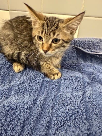 Unknown - Domestic Short Hair