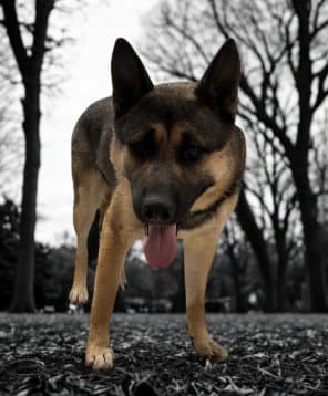 Pablo - German Shepherd Dog