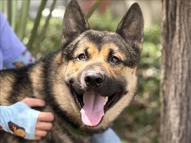 Pablo - German Shepherd Dog