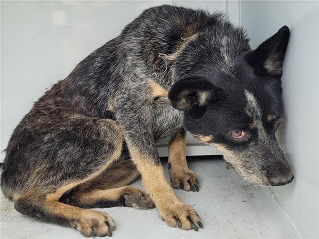 Melody - Australian Cattle Dog/Blue Heeler