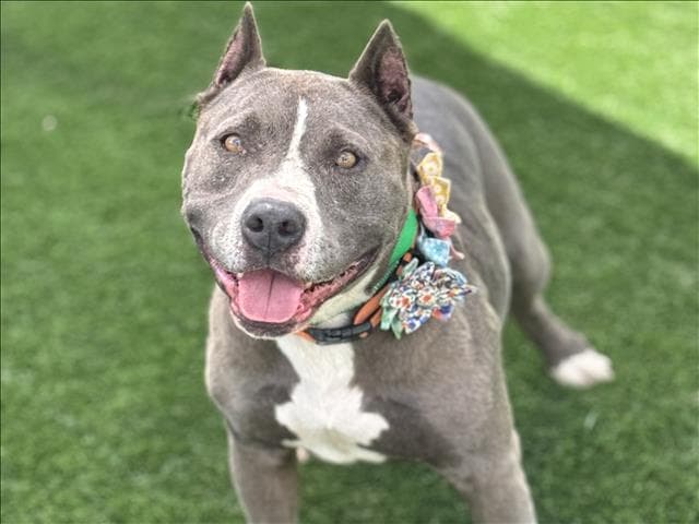 Bessie - Pit Bull Terrier