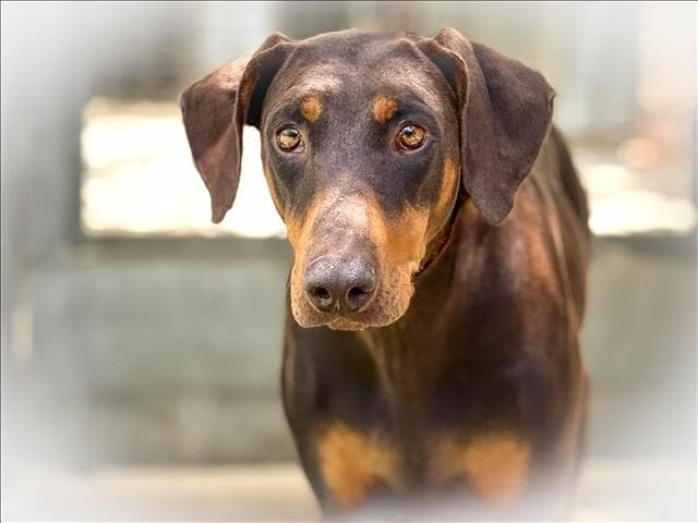 Peppa - Doberman Pinscher