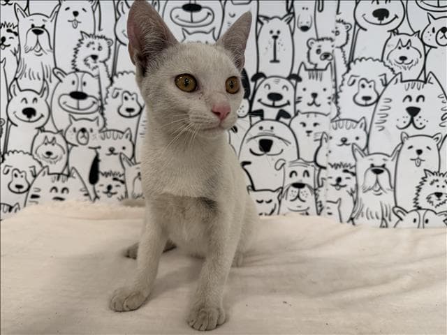Chandler - Domestic Short Hair