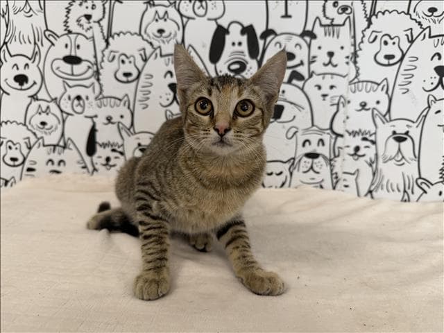 Monica - Domestic Short Hair