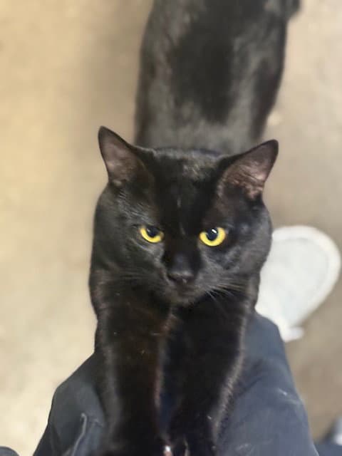 Nori - Domestic Short Hair