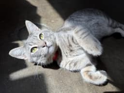 Tako image 1