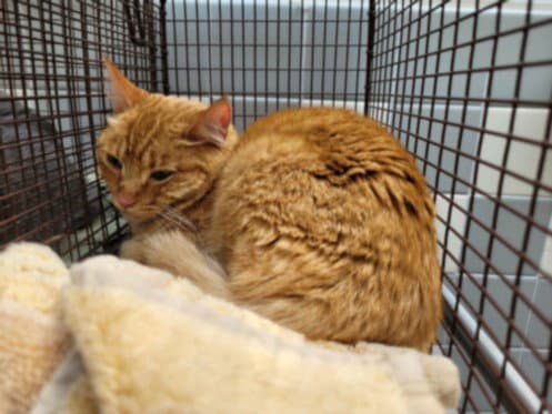 Usagi - Domestic Short Hair