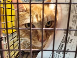 Tabby image 1
