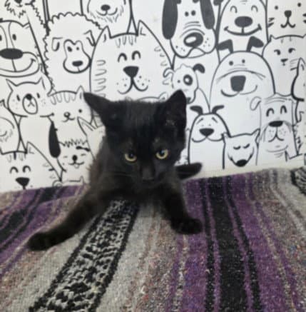 Ziggy - Domestic Short Hair
