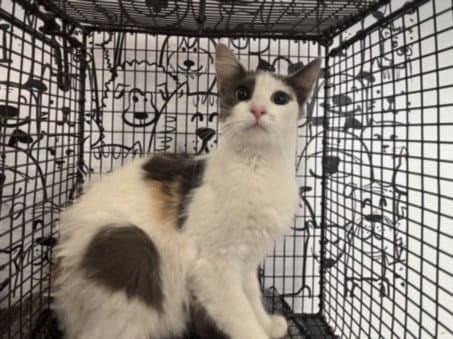 Delilah - Domestic Short Hair