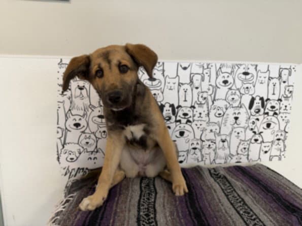 Snickers - German Shepherd Dog