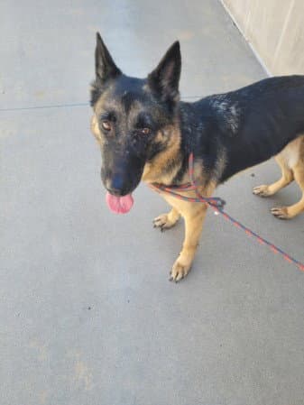 Naya - German Shepherd Dog