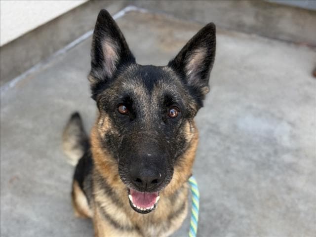 Naya - German Shepherd Dog