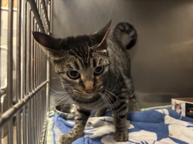Dulce - Domestic Short Hair