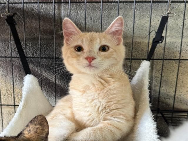 Unknown - Domestic Medium Hair
