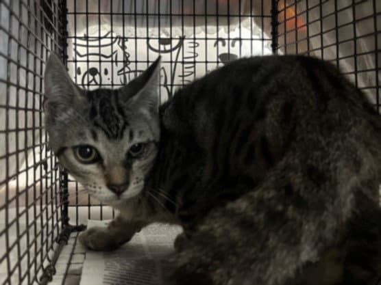Unknown - Domestic Short Hair