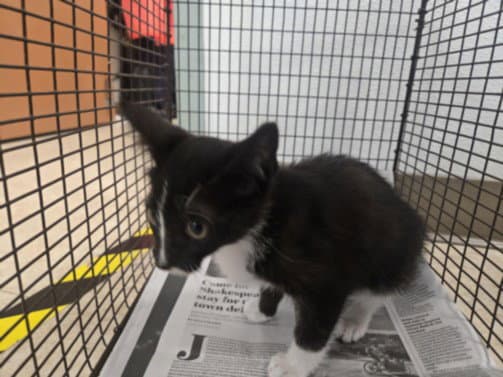 Unknown - Domestic Short Hair