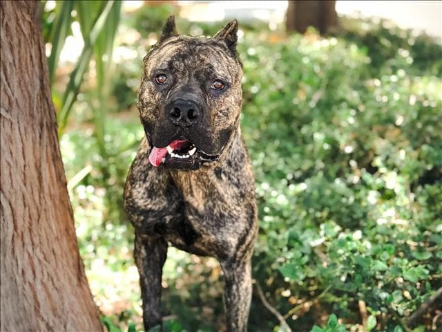 Hulk - Cane Corso Mastiff