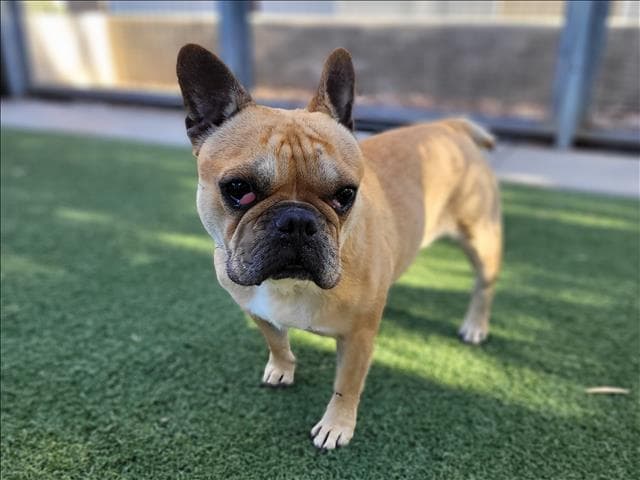 Unknown - French Bulldog