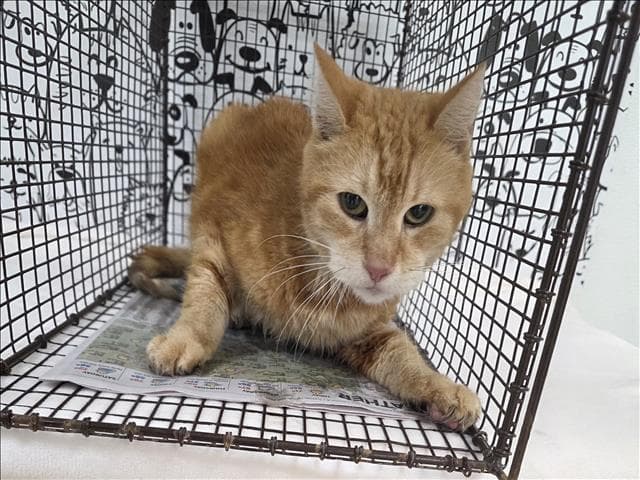 Tomy - Domestic Short Hair