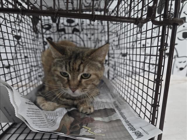 Rosy - European Shorthair