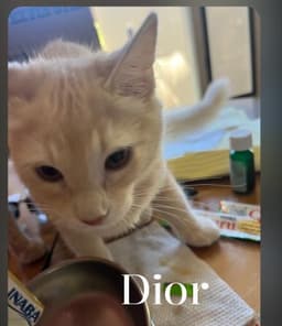 Dior image 1
