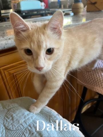 Dallas - Domestic Short Hair