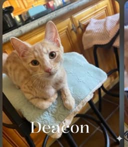 Deacon image 1