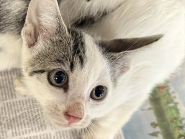 Missy - Domestic Short Hair