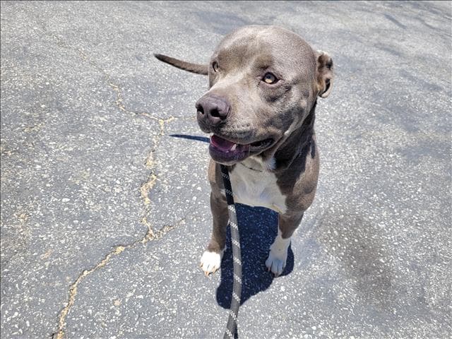 Stallone - American Pit Bull Terrier