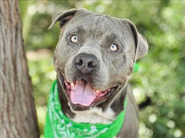 Stallone - American Pit Bull Terrier