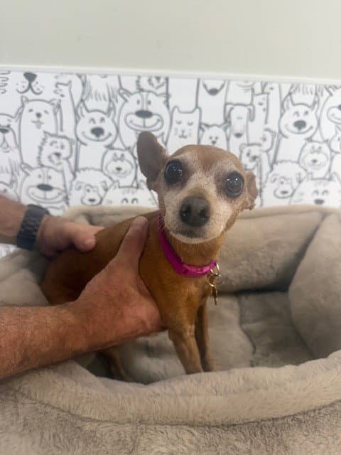 Tigger - Miniature Pinscher