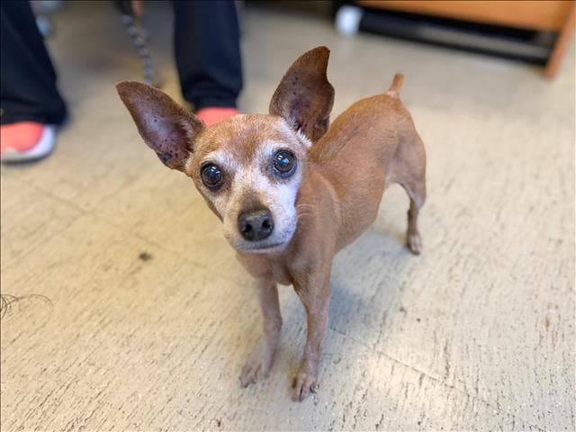 Tigger - Miniature Pinscher