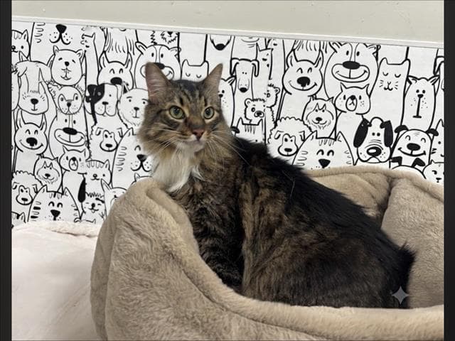 Gizzy - Maine Coon