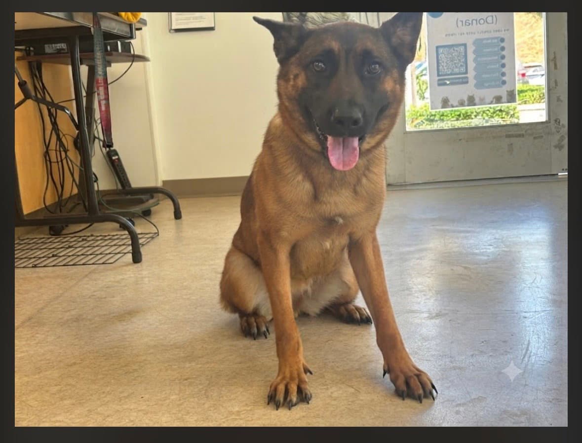 Ginger - German Shepherd Dog
