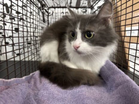 Camila - Domestic Short Hair