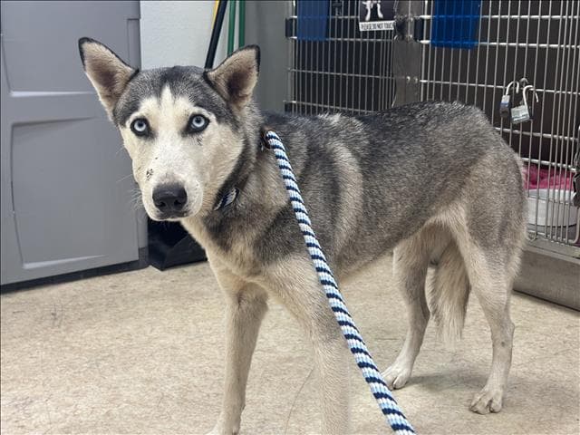 Oreo - Siberian Husky